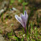 Crocus albiflorus (Crocus vernus subsp albiflorus)