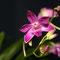 Dendrobium hybride, photo N. Vernier