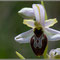 Ophrys splendida