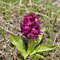 Dactylorhiza sambucina