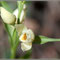 Cephalanthera damasonium