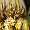Brassia, photo N. Vernier