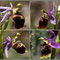 Ophrys-druentica-Station-3-Upaix-Montage