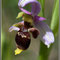 Ophrys scolopax