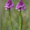 Anacamptis pyramidalis