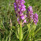 Dactylorhiza incarnata, var hyphaematodes, photo RF