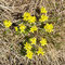 Draba aizoides