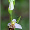 Ophrys apifera