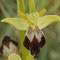 Ophrys forestieri, photo JCG