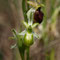 Ophrys exaltata subsp arachnitiformis hypochrome