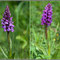 Dactylorhiza majalis