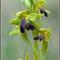 Ophrys funerea