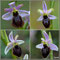 Ophrys-splendida