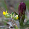 Anacamptis papillonacea subs expansa