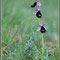 Ophrys-bertolonii-