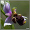 Ophrys-gresivaudanica-Fusion-Station-3-Rochefort-en-V.