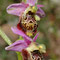 Ophrys dynarica