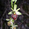 Ophrys massiliensis, photo RF