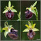 Ophrys-incubacea-X-provincialis-