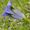 Gentiana acaulis