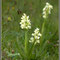 Dactylorhiza-insularis-St.-6-Bouisse-Col