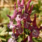 Corydalis solida