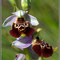Ophrys-souchei-03-Station-1-Ste-Cecile