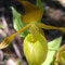 Cypripedium calceolus à peridium jaune, photo RF
