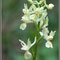 orchis provincialis