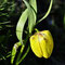 Fritillaria tubiformis subsp moggridgei