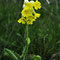 Primula veris