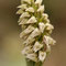 Neottinea maculata