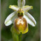 Ophrys splendida, hypochrome