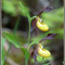 Cypripedium calceolus