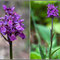 Dactylorhiza fuchsii X sambucina (D. x influenza)