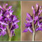 Dactylorhiza-angustata-Montage01