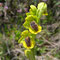 Ophrys lutea, photo RF