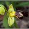 Ophrys forestieri