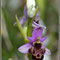 Ophrys scolopax