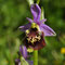 Ophrys pseudoscolopax