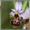 Ophrys-vetula