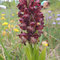 Anacamptis coriophora