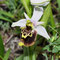 Ophrys pseudoscolopax