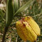 Fritillaria tubiformis subsp moggridgei