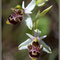 Ophrys scolopax 