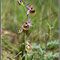 Ophrys druentica