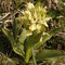 Dactylorhiza sambucina