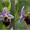  Ophrys pseudoscolopax