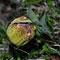 Fritillaria tubiformis subsp moggridgei