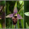 Ophrys-scolopax-verts-St.-12-Bugarach-Linas